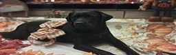 Labrador Retriever dogs for sale: Labrador Retriever 7 - Ad 2