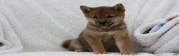 Shiba Inu dogs for sale: Kya  - Ad 6