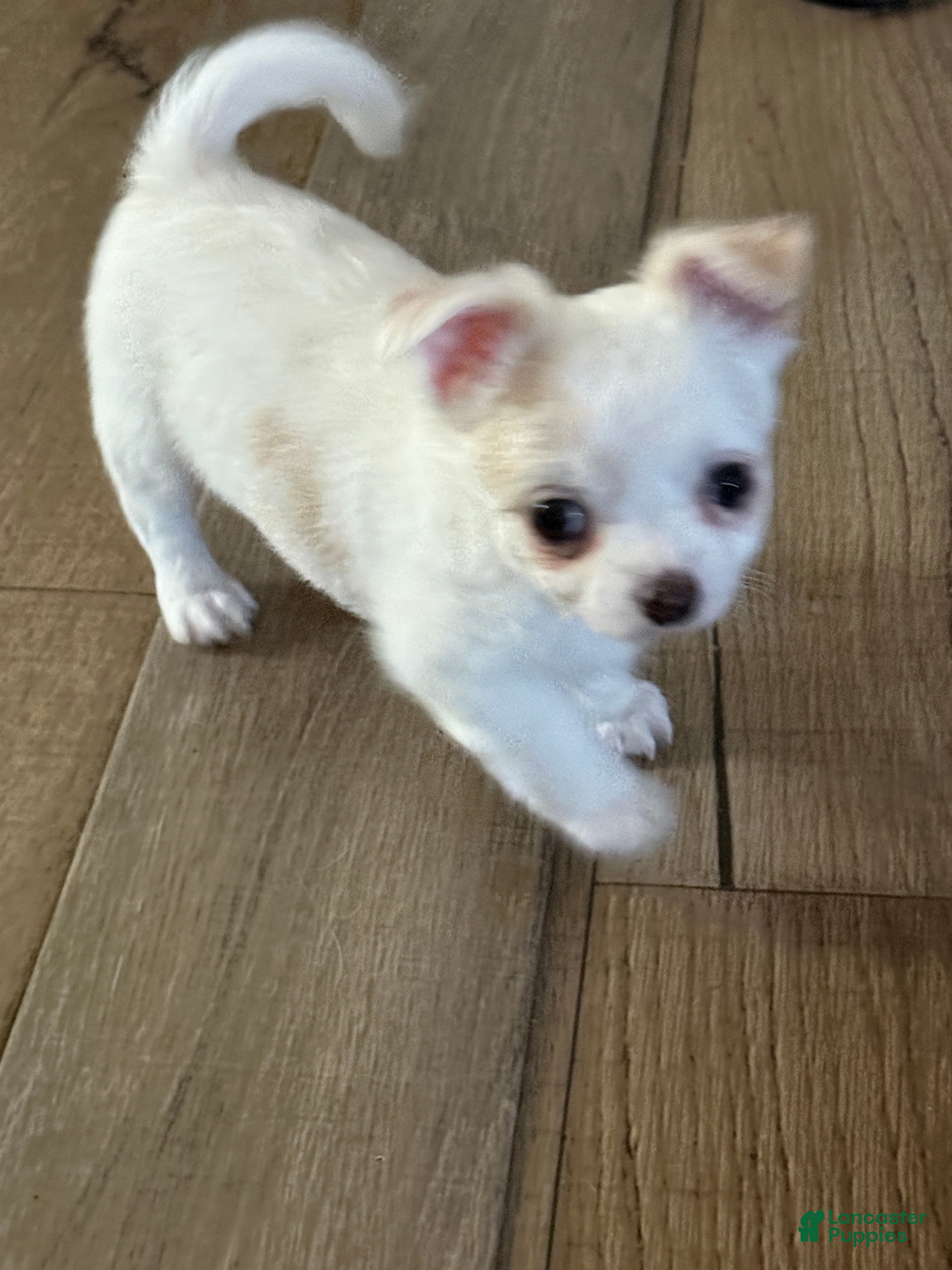 Chihuahua dogs Yoda - Ad 1