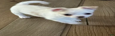 Yoda