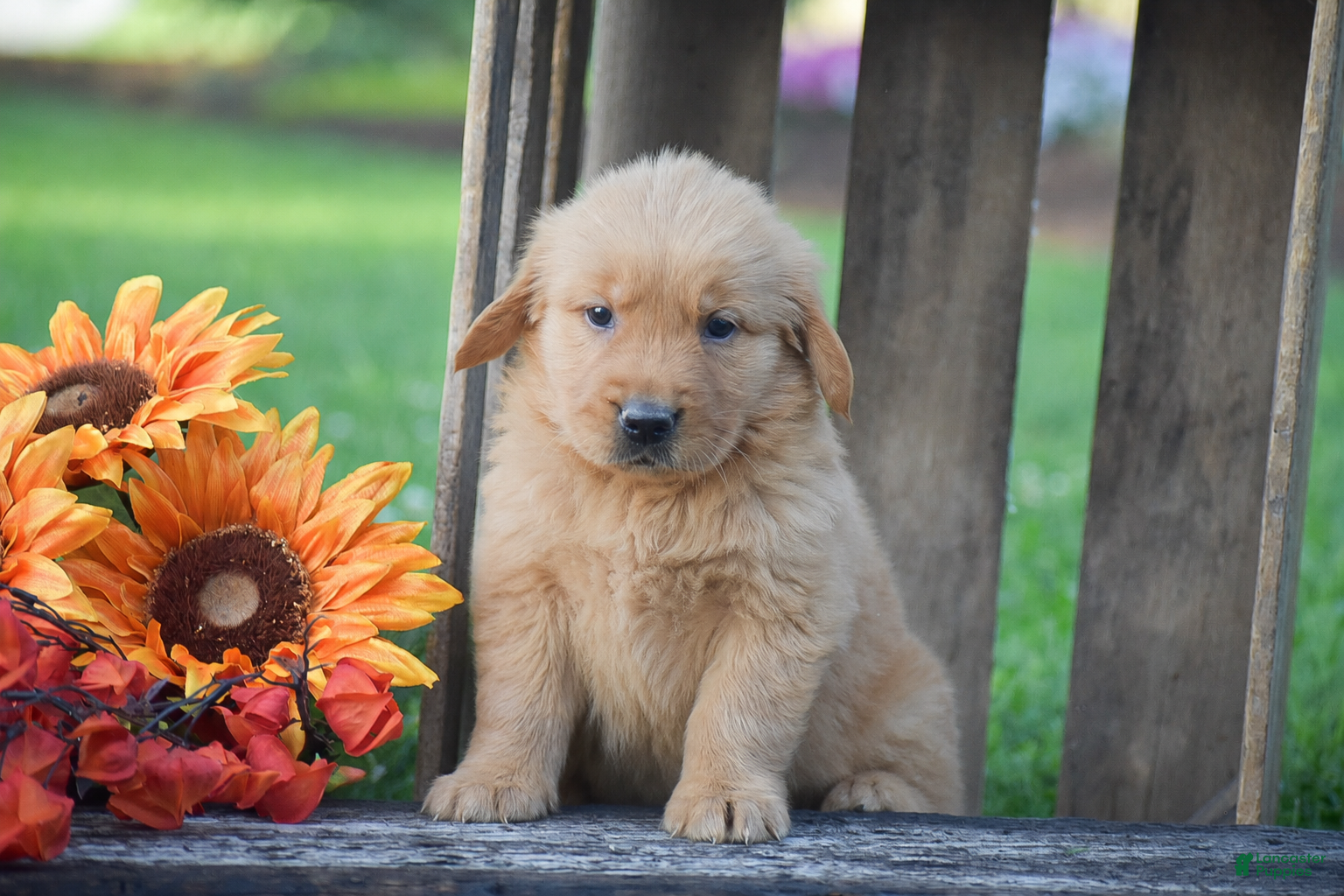 Golden Retriever dogs Prescott - Ad 1