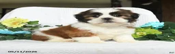 Shih Tzu dogs for sale: Joey - Ad 1