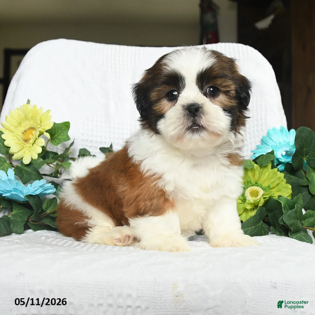 Shih Tzu dogs for sale: Joey - Ad 1