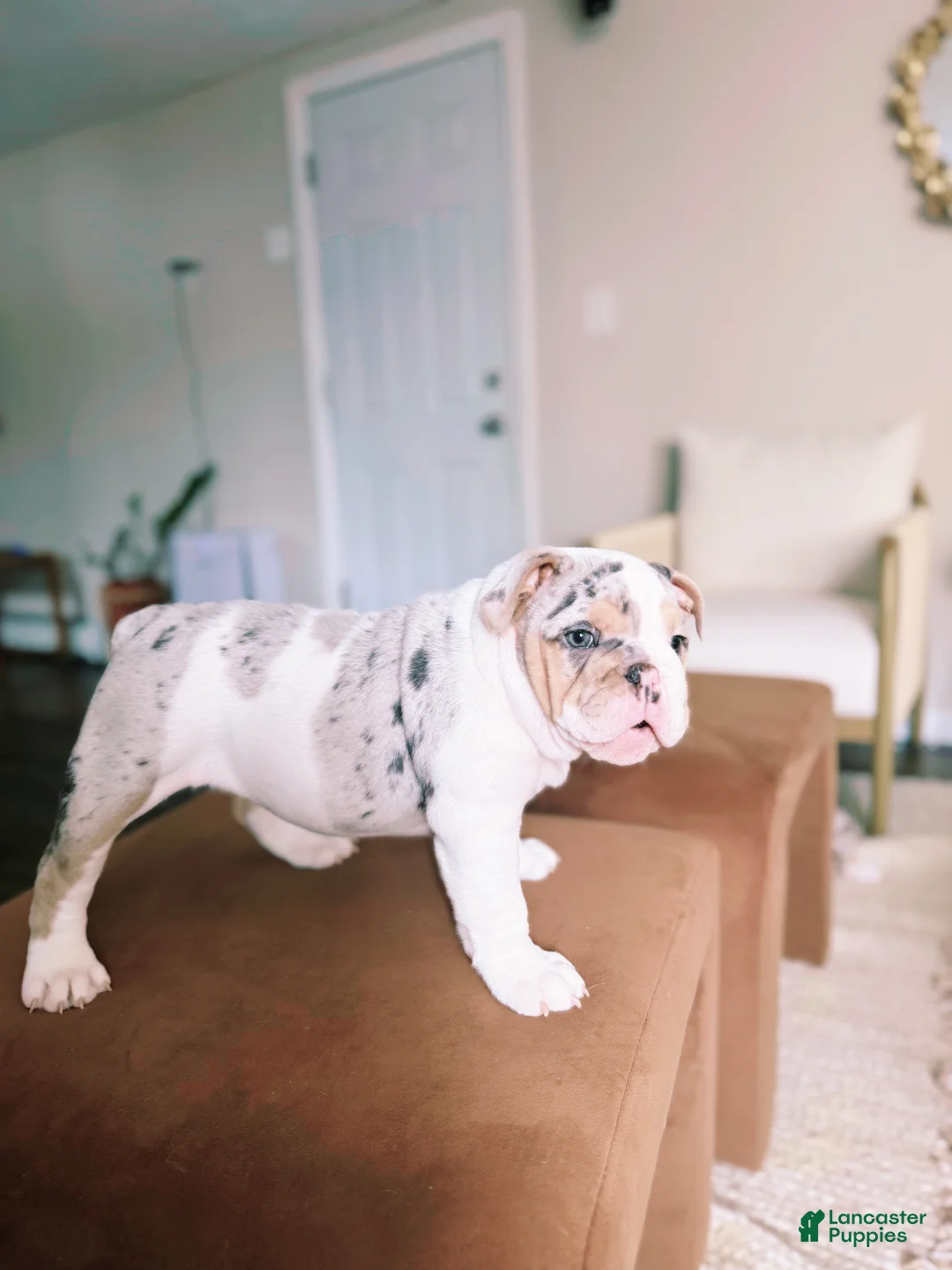 English Bulldog dogs for sale: English Bulldog Puppy 5 - Ad 1
