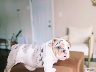 English Bulldog dogs English Bulldog Puppy 5 - Ad 17