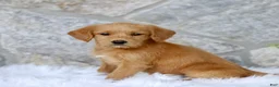 Labradoodle dogs for sale: Carla  - Ad 3