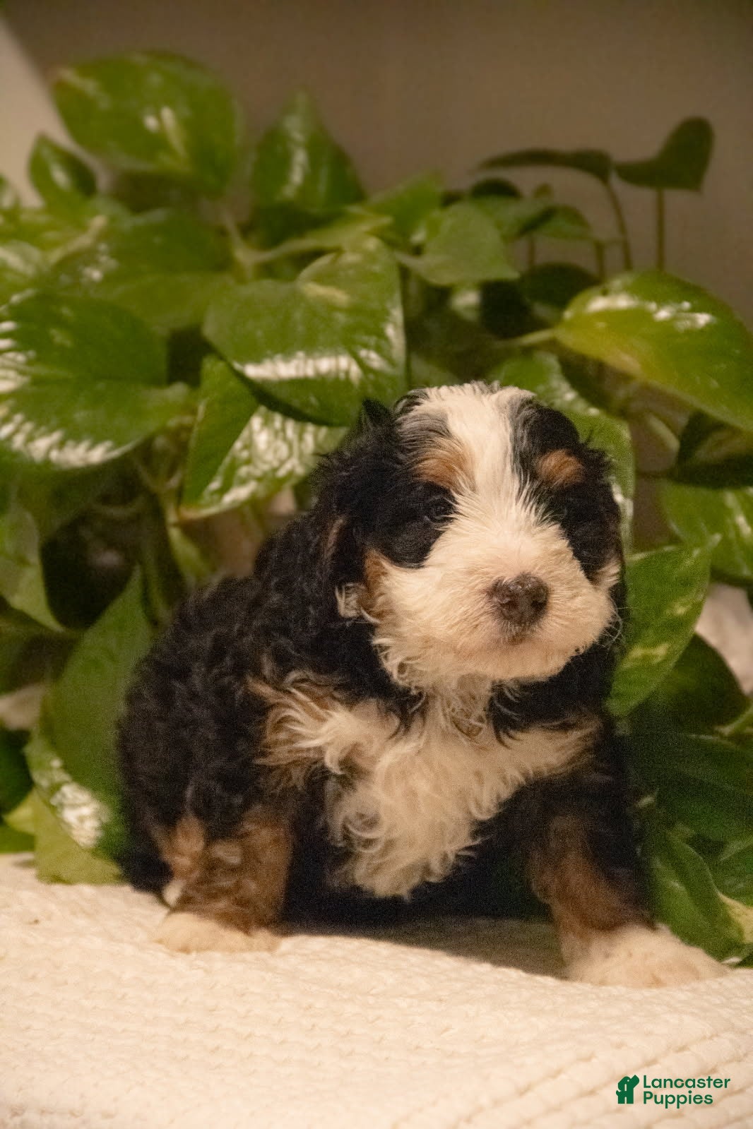 Mini Bernedoodle dogs Traeger - Ad 31