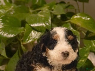 Mini Bernedoodle dogs Traeger - Ad 23