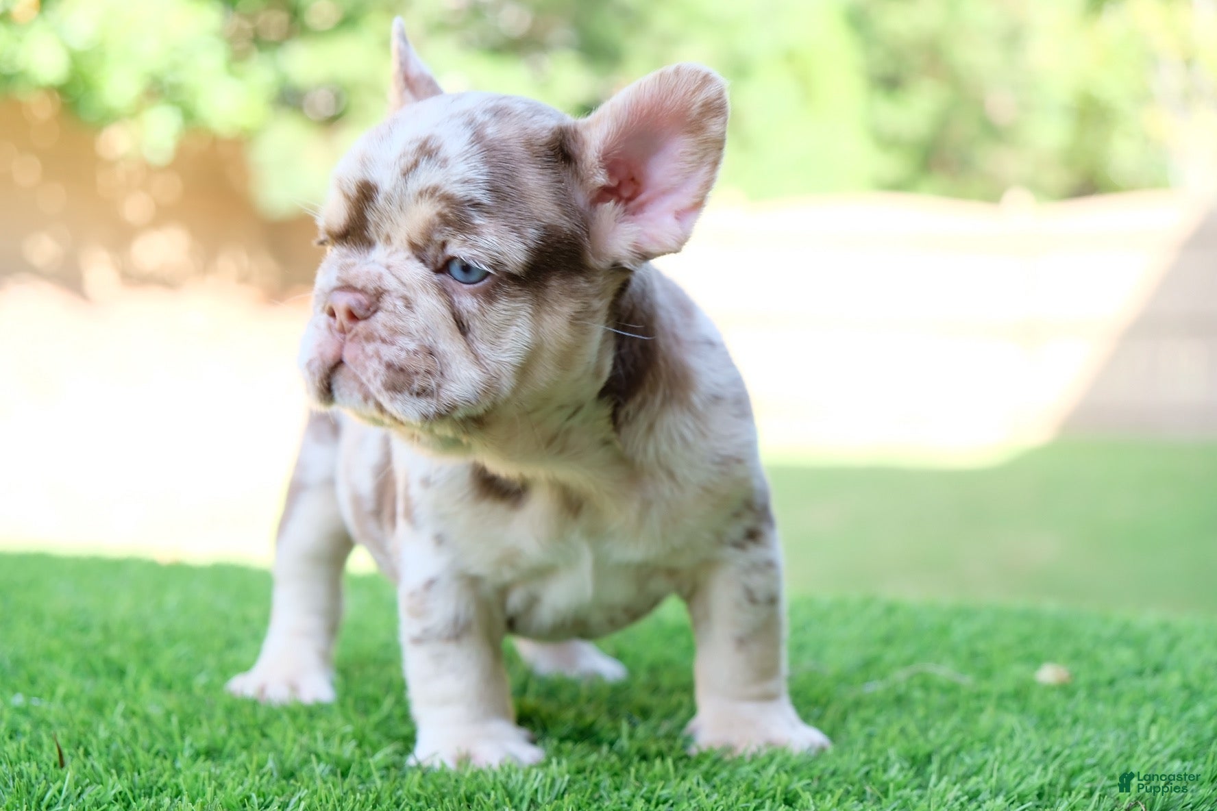 French Bulldog dogs French Bulldog 1 - Ad 2