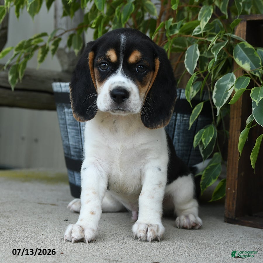 Beagle dogs Mercury - Ad 1