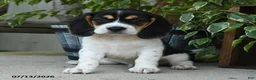 Beagle dogs for sale: Mercury - Ad 1