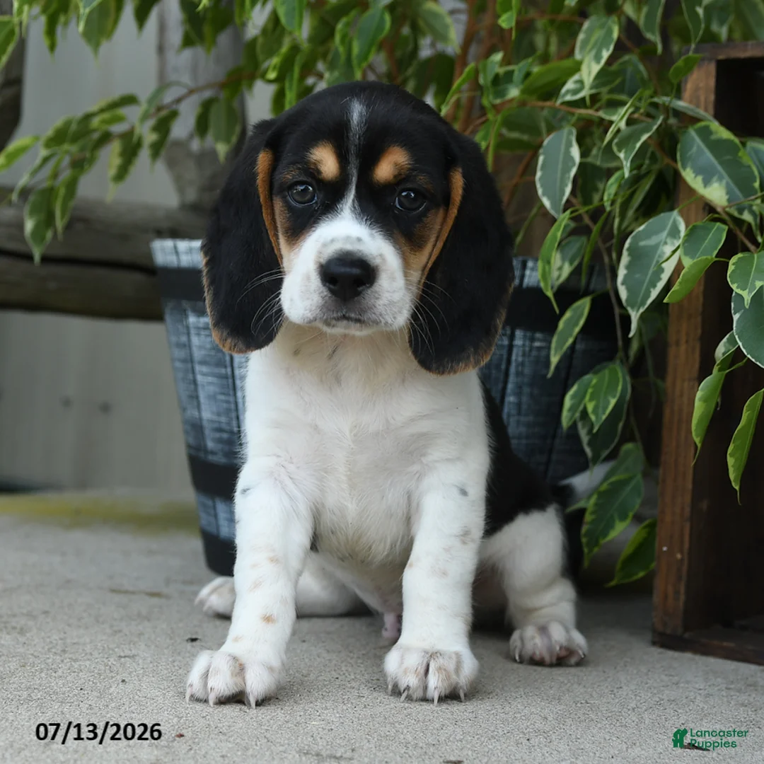 Beagle dogs for sale: Mercury - Ad 1