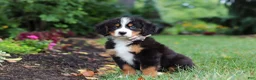 Bernese Mountain Dog dogs for sale: Denali - Ad 4
