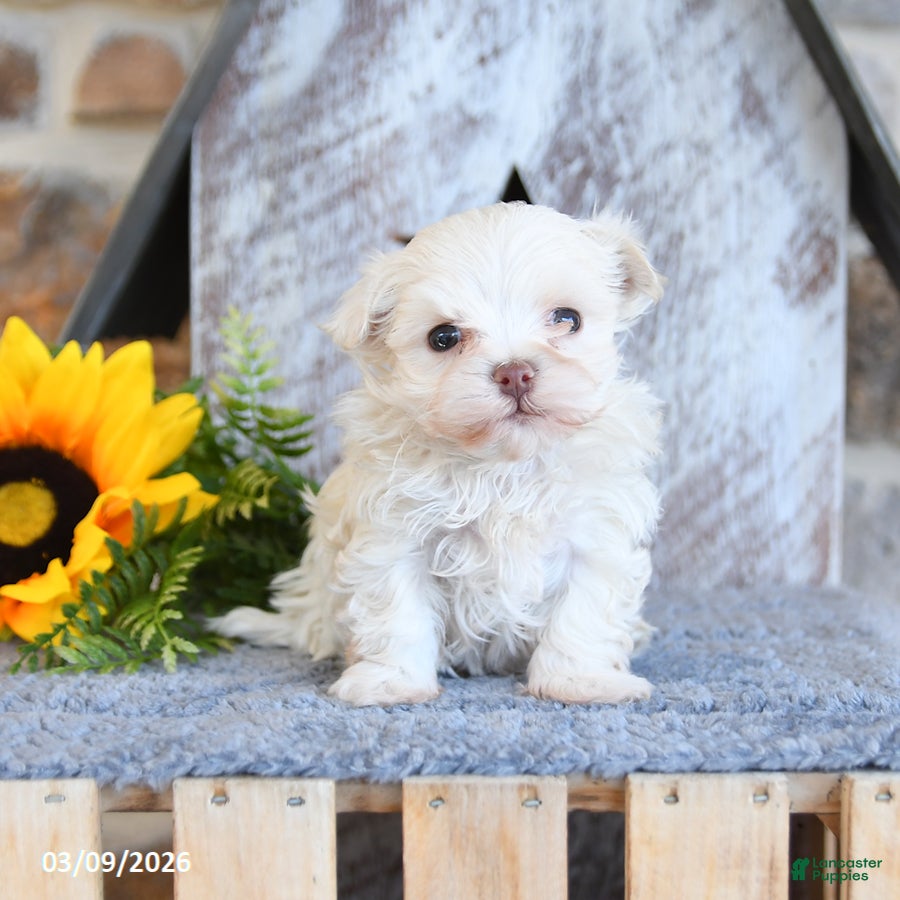 Maltipom dogs Max - Ad 1