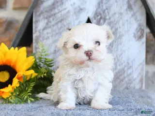 Maltipom dogs for sale: Max - Ad 1