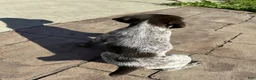 German Shorthaired Pointer dogs for sale: German Shorthaired Pointer Puppy 6 - Ad 3