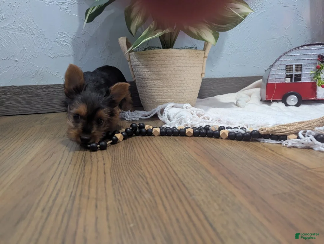 Yorkshire Terrier dogs for sale: Ziva - Ad 3