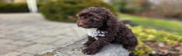 Portuguese Water Dog dogs for sale: Tori - Ad 22
