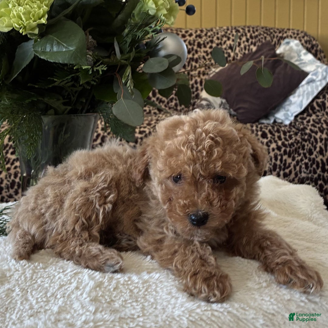 Toy Poodle dogs for sale: Remi  - Ad 2