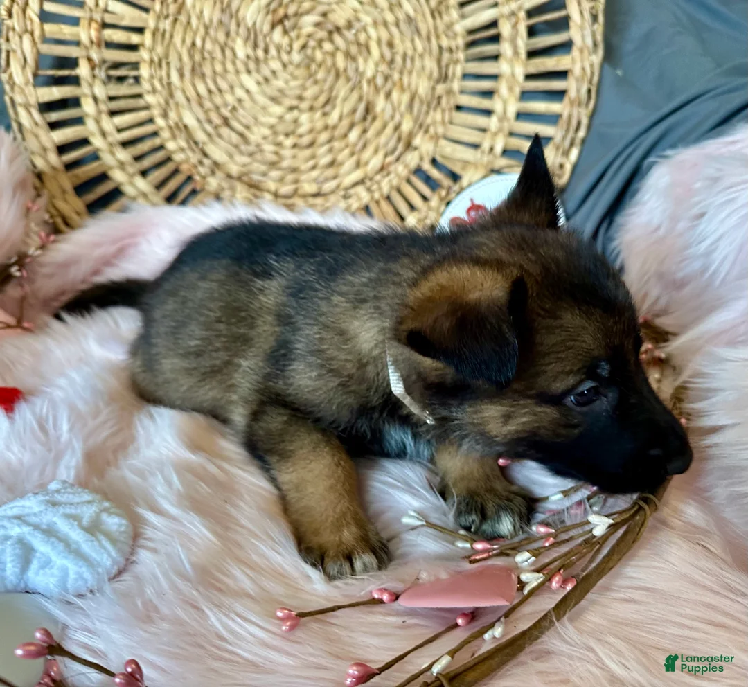 German Shepherd dogs for sale: Jasmine  - Ad 7