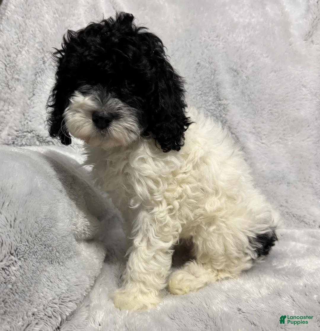 Cavapoo dogs for sale: Abby - Ad 2