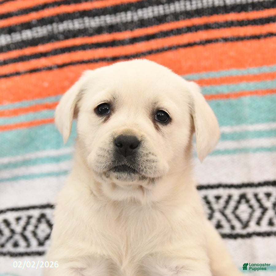 Labrador Retriever dogs Trixie - Ad 2