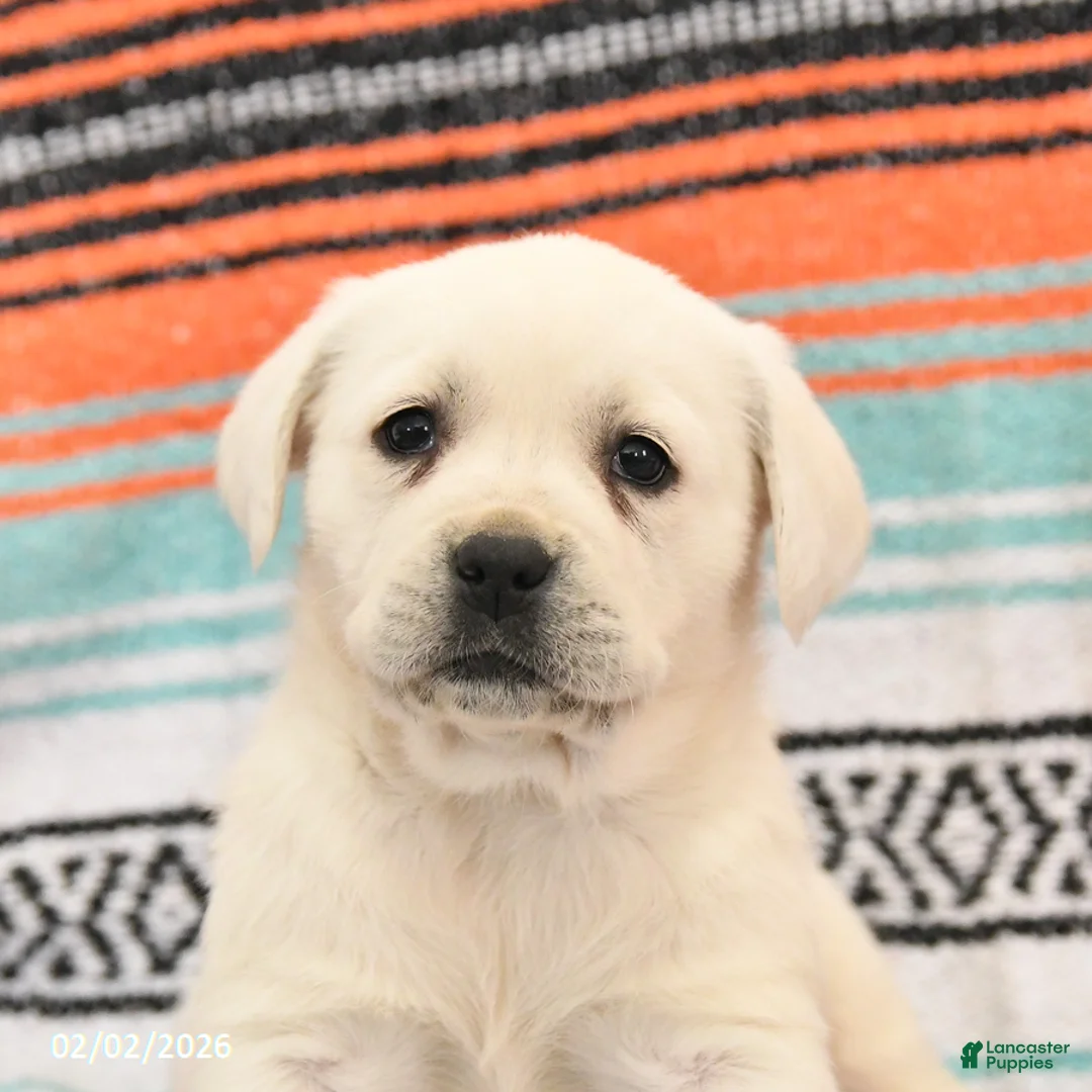 Labrador Retriever dogs for sale: Trixie - Ad 2