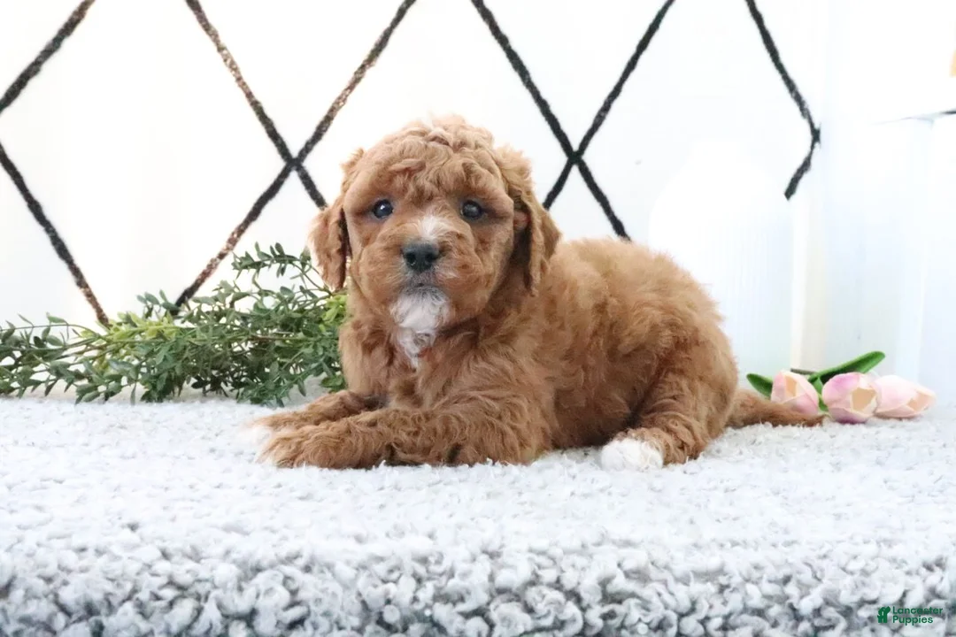 Mini Goldendoodle dogs for sale: Riley - Ad 4