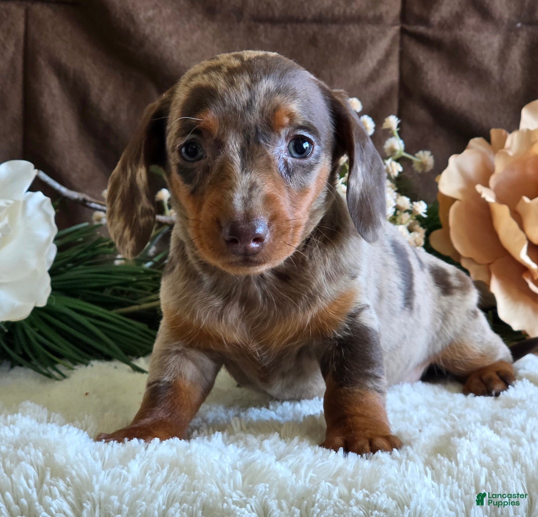 Miniature Dachshund dogs for sale: Shari - Ad 3