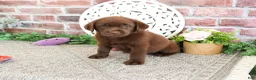 Labrador Retriever dogs for sale: Lillian - Ad 5