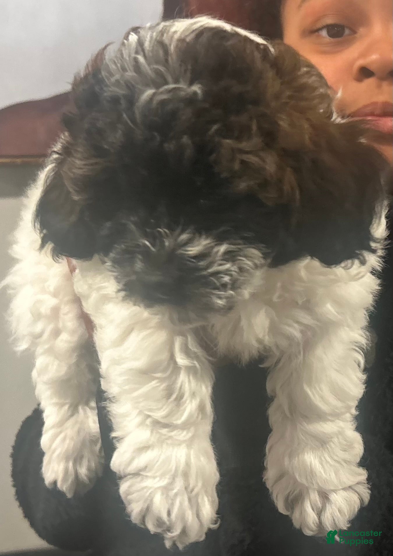 Shihpoo dogs Shihpoo Puppy 2 - Ad 1