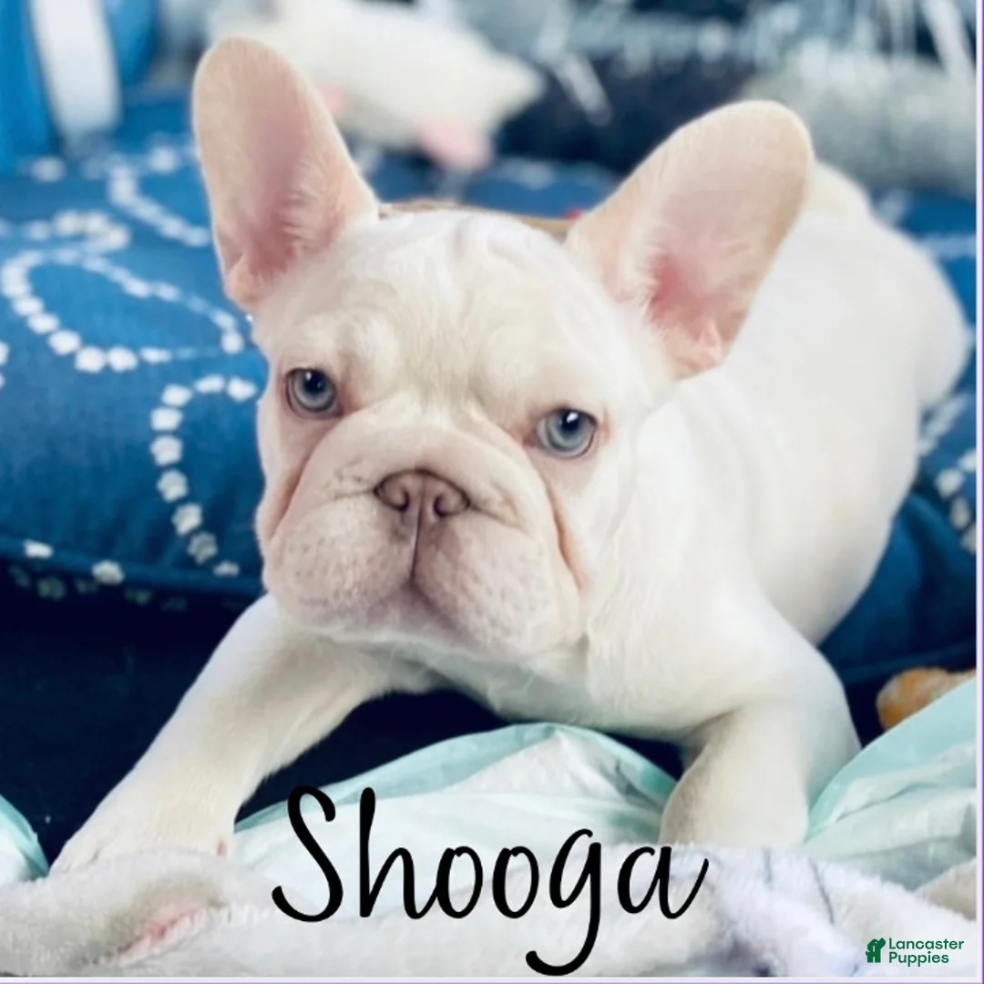 French Bulldog dogs for sale: Groot - Ad 5