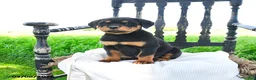 Rottweiler dogs for sale: Reaver - Ad 3