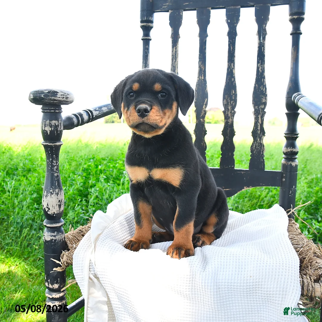 Rottweiler dogs for sale: Reaver - Ad 3