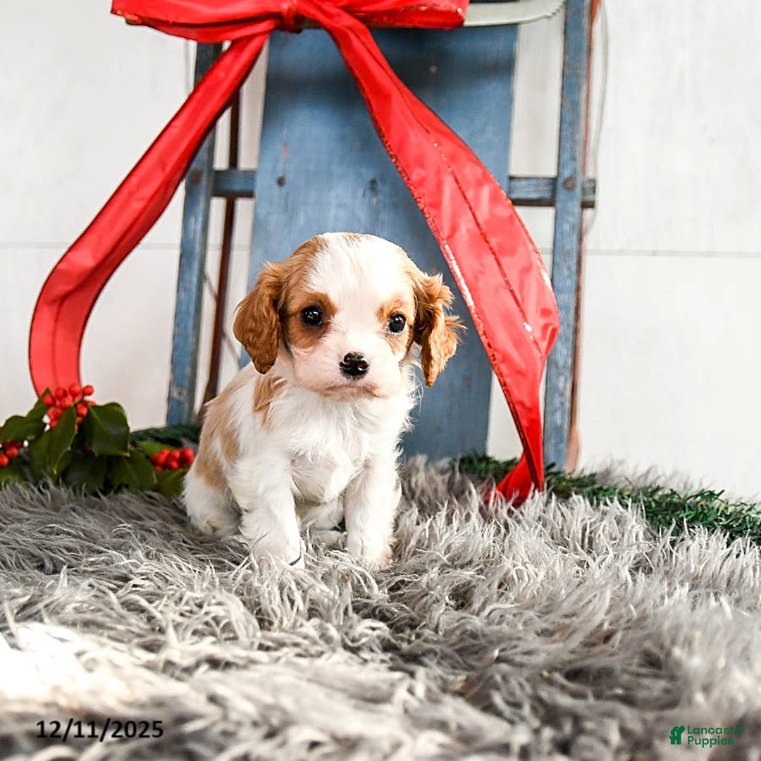 Cavalier King Charles Spaniel dogs for sale: Jazz - Ad 3