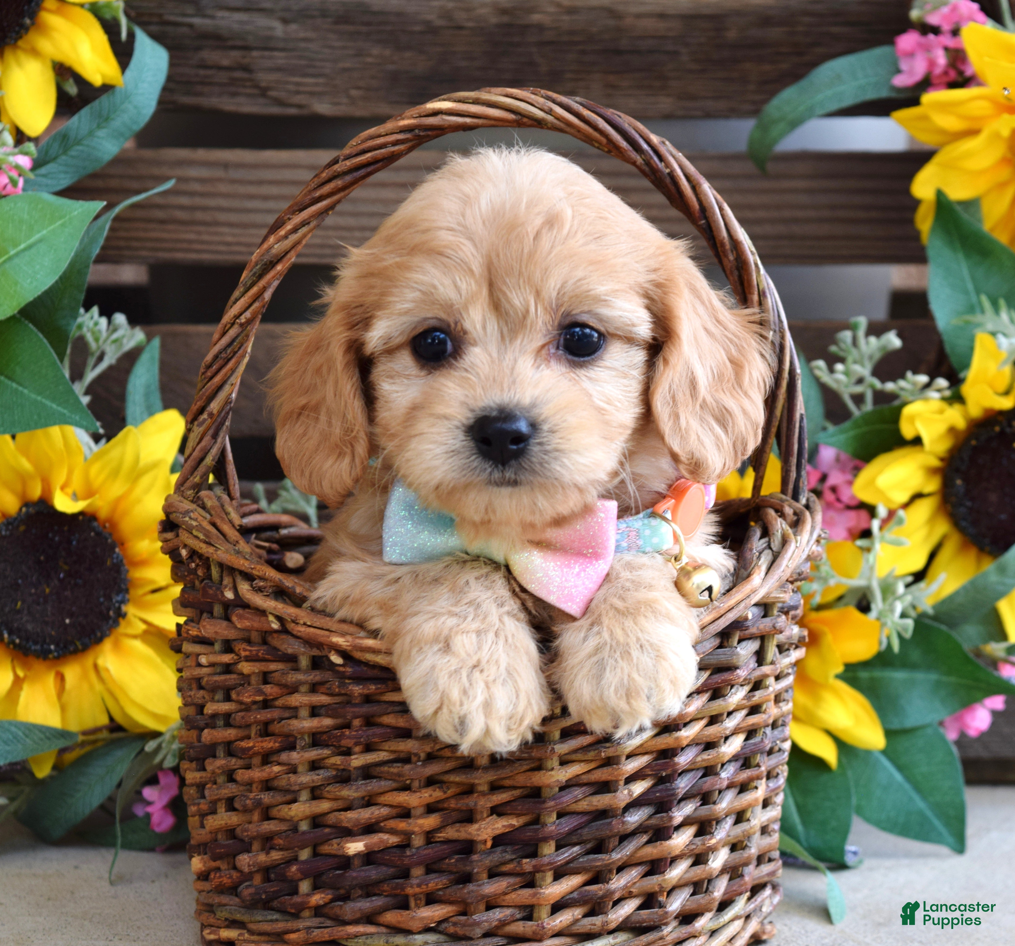 Cavachon dogs Tabby - Ad 1
