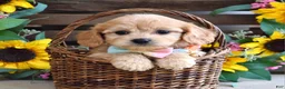 Cavachon dogs for sale: Tabby - Ad 1