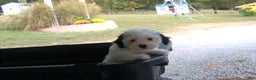 Miniature Poodle dogs for sale: Miniature Poodle Puppy 7 Andy - Ad 15