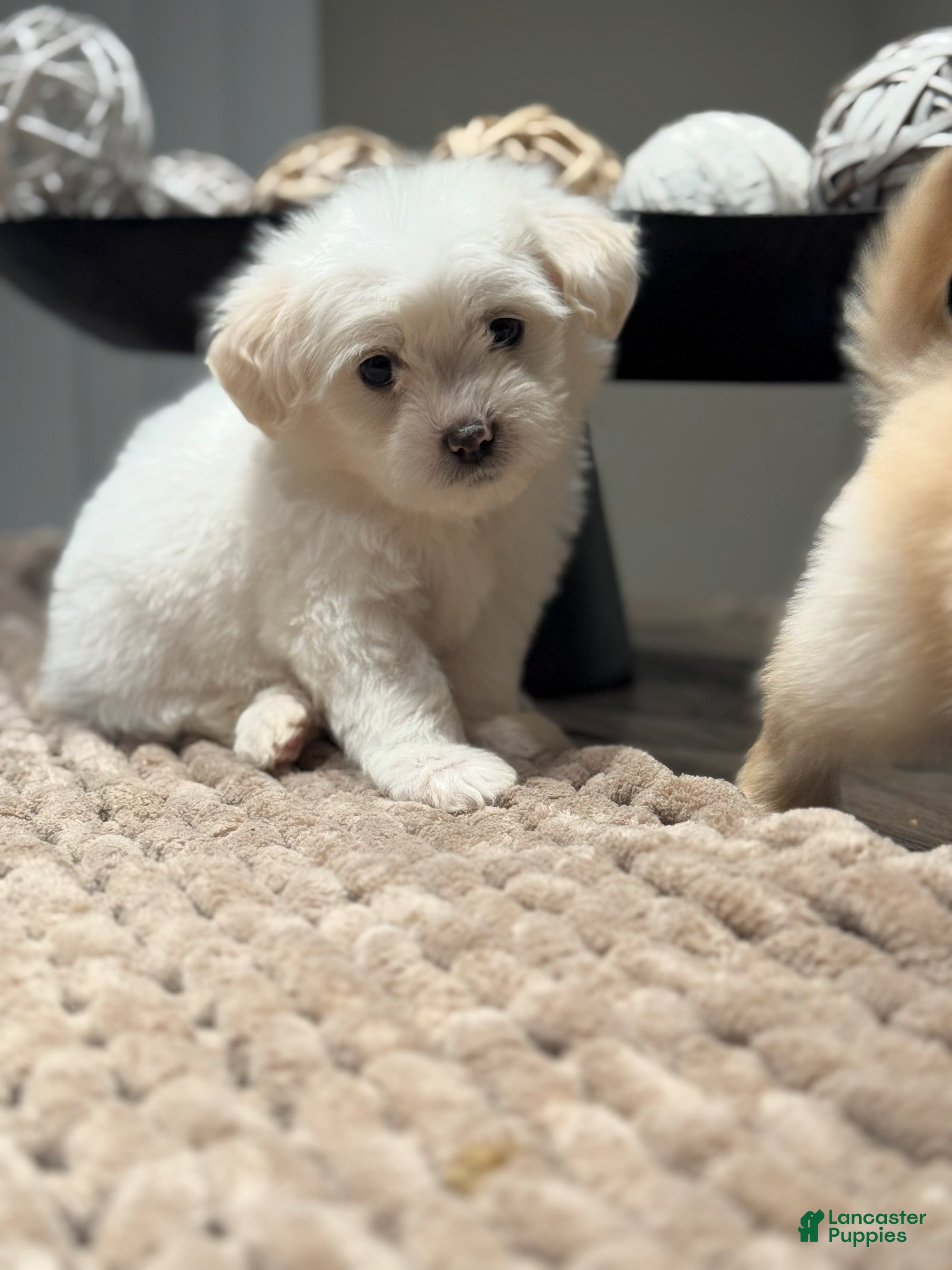 Maltipoo dogs Connor - Ad 5