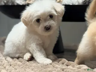 Maltipoo dogs Connor - Ad 5