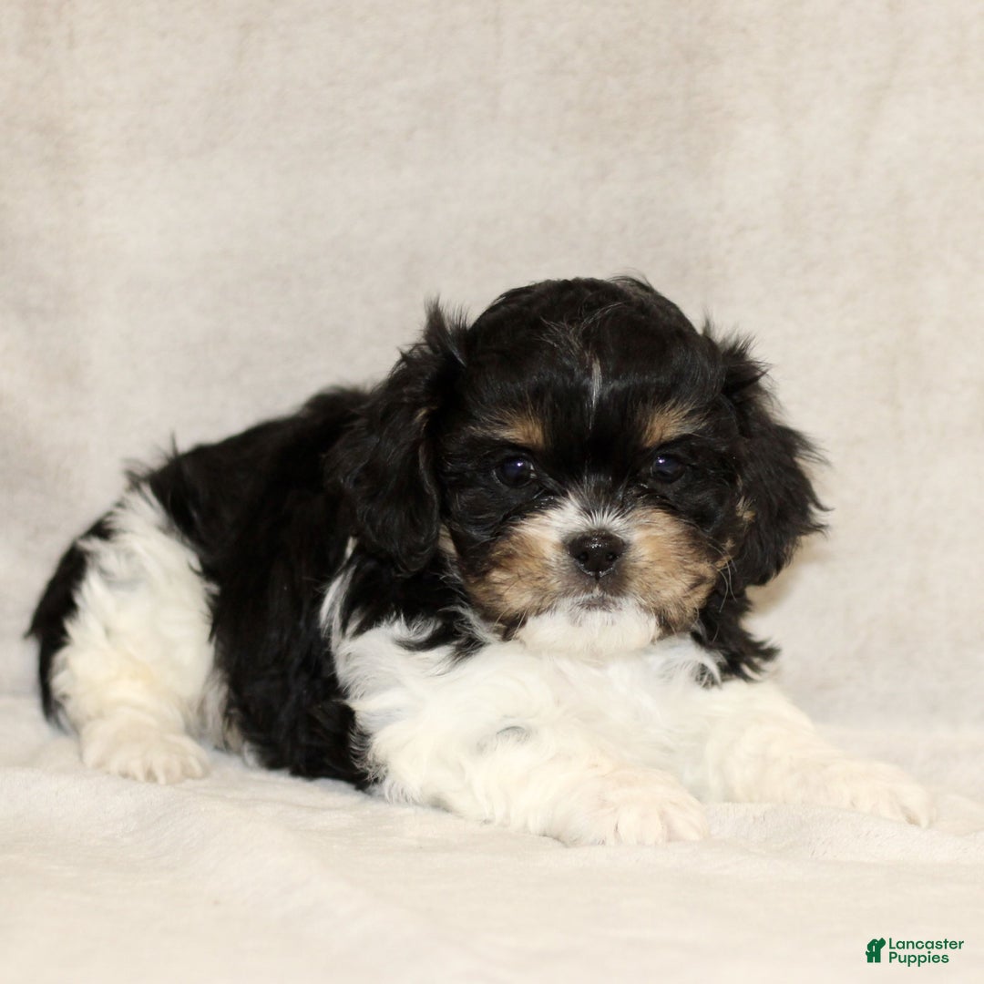 Cavachon dogs for sale: Rex  - Ad 2