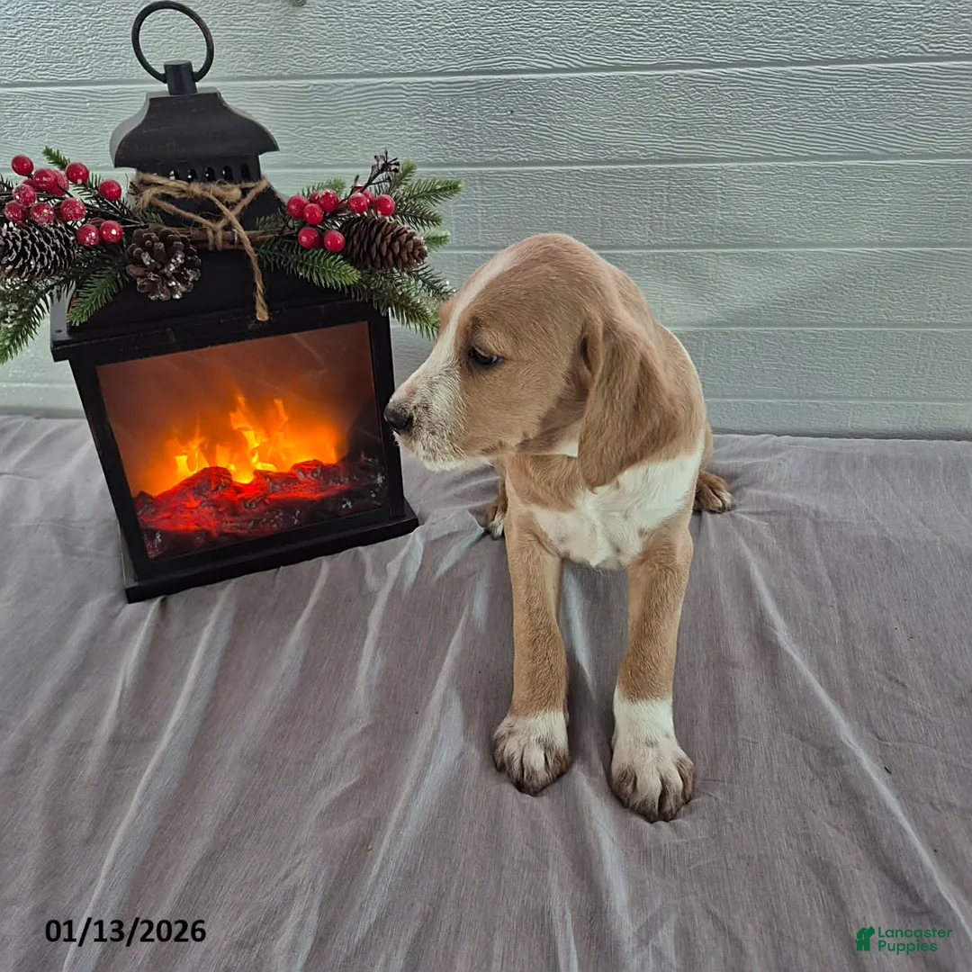 Mixed Breed dogs for sale: Hadassah - Ad 3