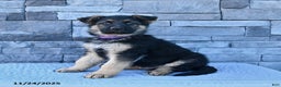 German Shepherd dogs for sale: Hero - Ad 1
