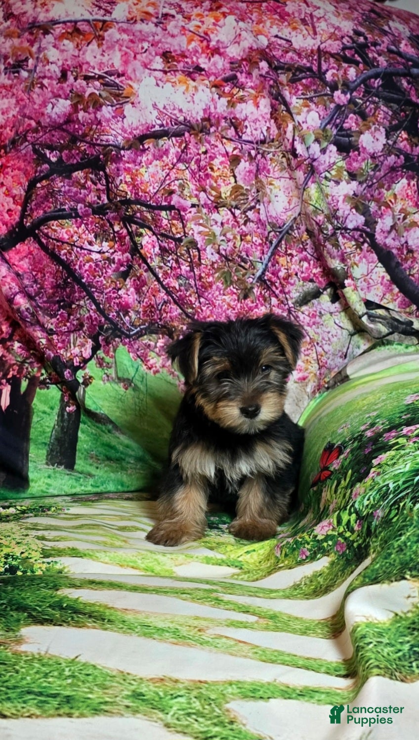 Yorkshire Terrier dogs Teal - Ad 38