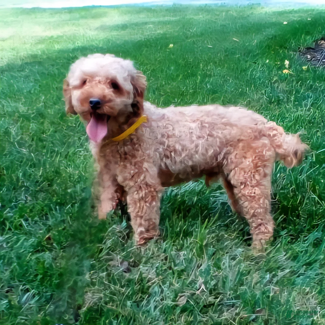 Mini Goldendoodle dogs for sale: Tiffany - Ad 8