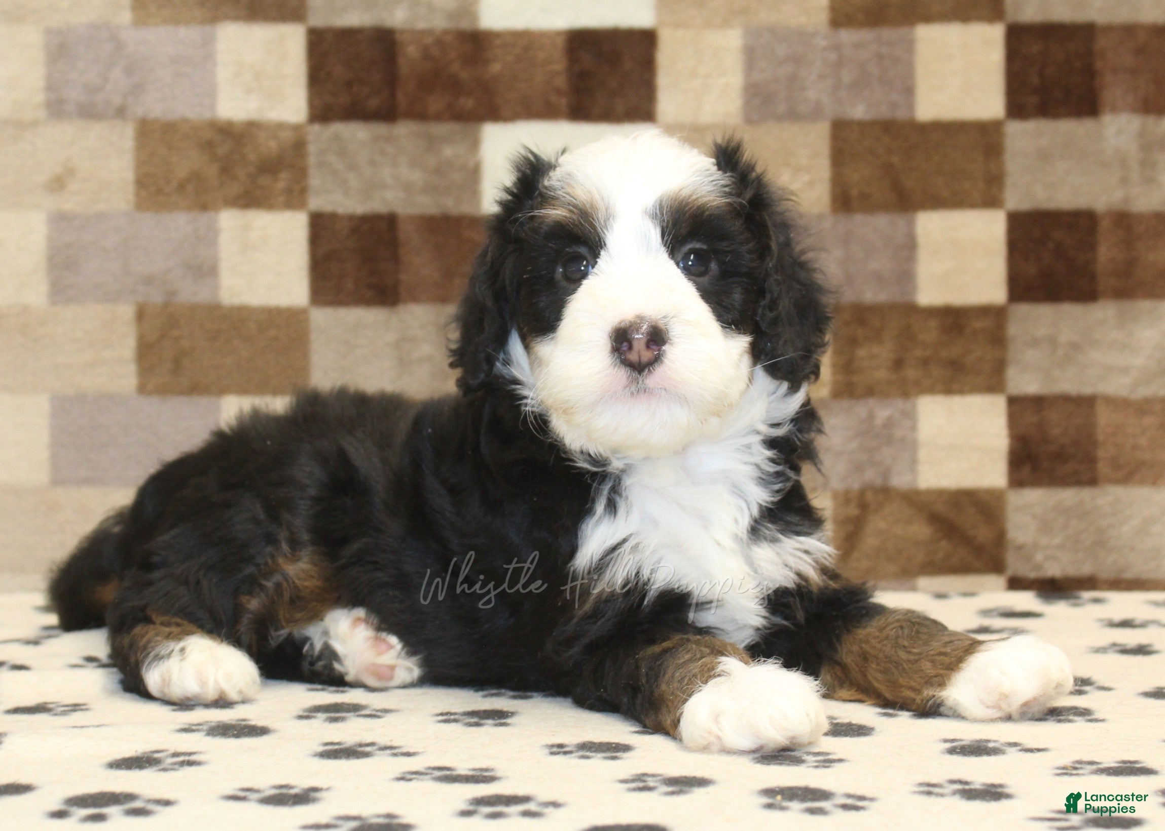 Mini Bernedoodle dogs Leo - Ad 2