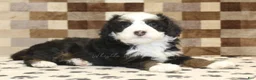 Mini Bernedoodle dogs for sale: Leo - Ad 2