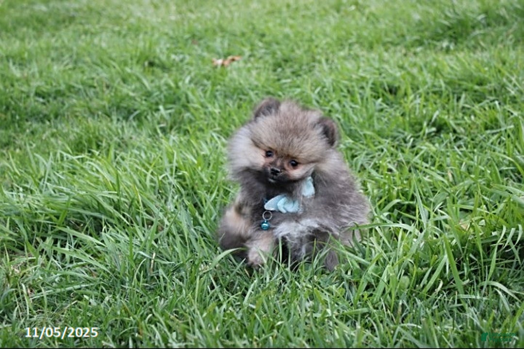 Pomeranian dogs for sale: Major - Ad 16