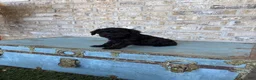 Miniature Labradoodle dogs for sale: Bonnie - Ad 7