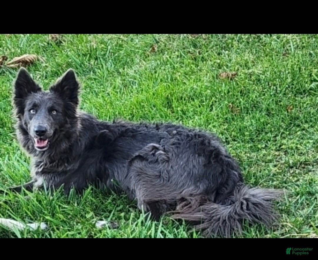 Mixed Breed dogs for sale: Stardust - Ad 8